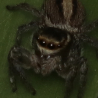 Maratus scutulatus (A jumping spider) at Murrumbateman, NSW - 28 Aug 2022 by amiessmacro