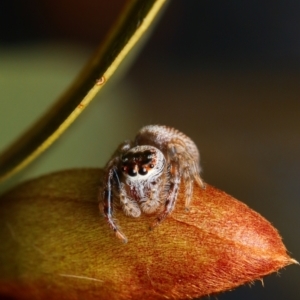 Opisthoncus sp. (genus) at Yass River, NSW - 28 Aug 2022 02:01 PM