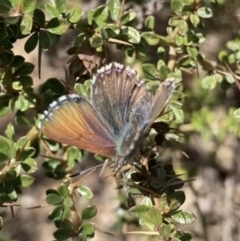 Paralucia crosbyi (Violet Copper Butterfly) at Rendezvous Creek, ACT - 1 Sep 2022 by RAllen