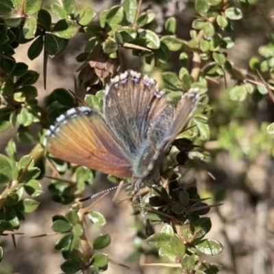 Paralucia spinifera (Bathurst or Purple Copper Butterfly) at Rendezvous Creek, ACT - 1 Sep 2022 by RAllen