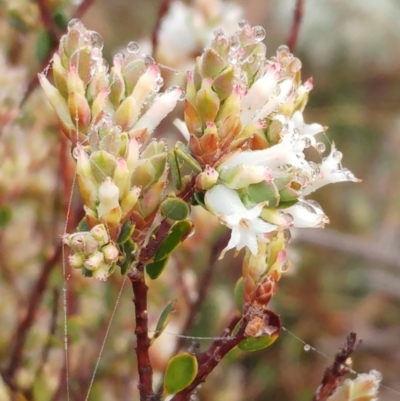 Brachyloma daphnoides (Daphne Heath) at Molonglo Valley, ACT - 31 Aug 2022 by sangio7