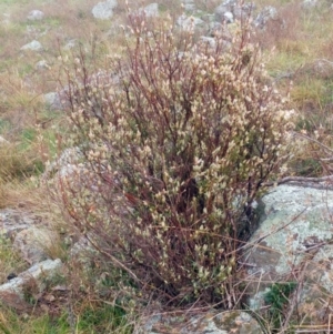 Brachyloma daphnoides at Molonglo Valley, ACT - 31 Aug 2022