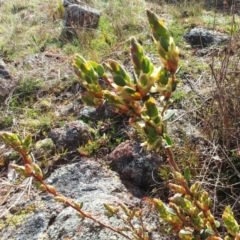 Brachyloma daphnoides (Daphne Heath) at Molonglo Valley, ACT - 31 Aug 2022 by sangio7