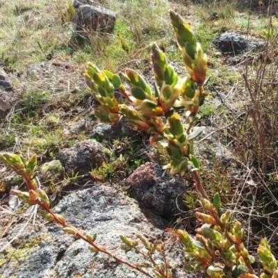 Brachyloma daphnoides (Daphne Heath) at Molonglo Valley, ACT - 31 Aug 2022 by sangio7