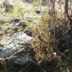 Brachyloma daphnoides at Molonglo Valley, ACT - 31 Aug 2022