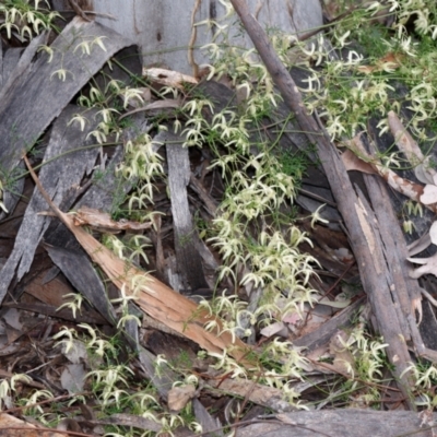 Clematis leptophylla (Small-leaf Clematis, Old Man's Beard) at Bruce, ACT - 2 Sep 2022 by RobertD