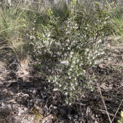 Leucopogon fletcheri subsp. brevisepalus (Twin Flower Beard-Heath) at Point 49 - 3 Sep 2022 by lbradley