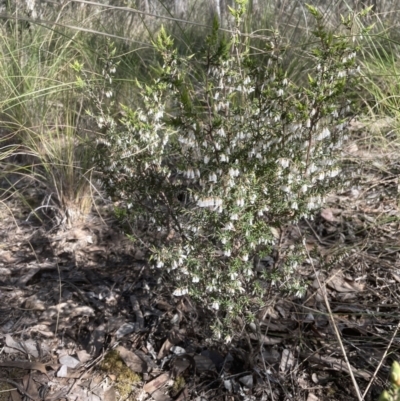 Leucopogon fletcheri subsp. brevisepalus (Twin Flower Beard-Heath) at Aranda, ACT - 3 Sep 2022 by lbradley