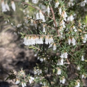 Leucopogon fletcheri subsp. brevisepalus at Aranda, ACT - 3 Sep 2022