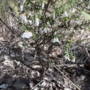 Styphelia fletcheri subsp. brevisepala at Aranda, ACT - 3 Sep 2022