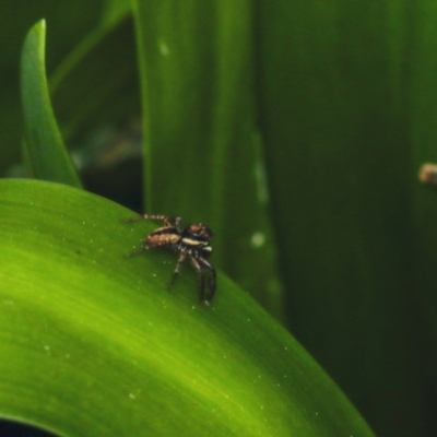 Jotus auripes (Jumping spider) at Murrumbateman, NSW - 28 Aug 2022 by amiessmacro