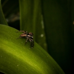 Jotus auripes at Murrumbateman, NSW - 28 Aug 2022 01:21 PM