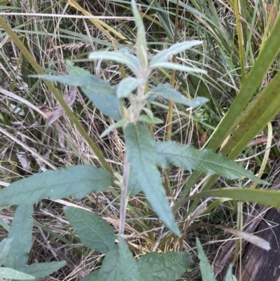 Olearia lirata (Snowy Daisybush) at Aranda Bushland - 3 Sep 2022 by lbradley