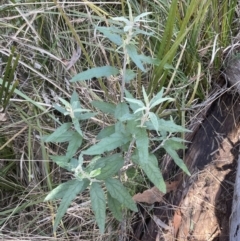 Olearia lirata at Aranda, ACT - 3 Sep 2022