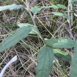 Olearia lirata at Aranda, ACT - 3 Sep 2022