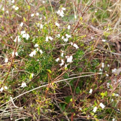 Cryptandra amara (Bitter Cryptandra) at Molonglo Valley, ACT - 30 Aug 2022 by sangio7