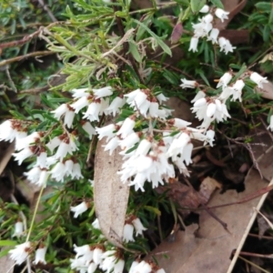 Cryptandra amara at Molonglo Valley, ACT - 31 Aug 2022