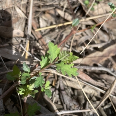 Lonicera japonica (Japanese Honeysuckle) at Aranda Bushland - 3 Sep 2022 by lbradley