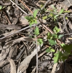 Lonicera japonica at Aranda, ACT - 3 Sep 2022 01:48 PM