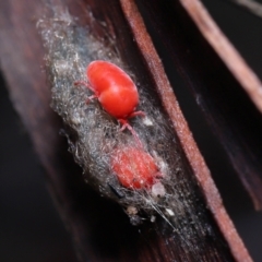 Trombidiidae (family) (Red velvet mite) at Acton, ACT - 19 Aug 2022 by TimL