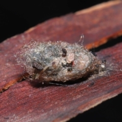 Trombidiidae (family) at Acton, ACT - 19 Aug 2022 01:35 PM