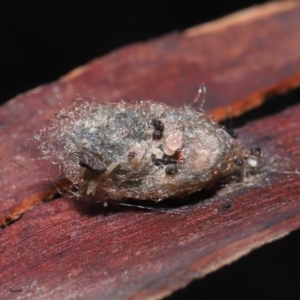 Trombidiidae (family) at Acton, ACT - 19 Aug 2022