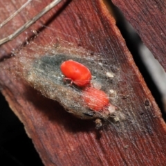 Trombidiidae (family) at Acton, ACT - 19 Aug 2022 01:35 PM