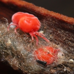 Trombidiidae (family) at Acton, ACT - 19 Aug 2022