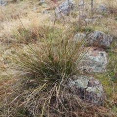 Lepidosperma laterale (Variable Sword Sedge) at Molonglo Valley, ACT - 30 Aug 2022 by sangio7