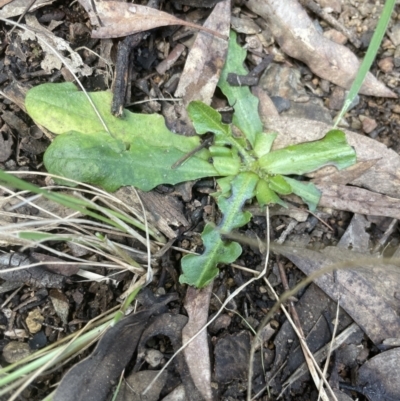 Hypochaeris radicata (Cat's Ear, Flatweed) at Aranda, ACT - 3 Sep 2022 by lbradley