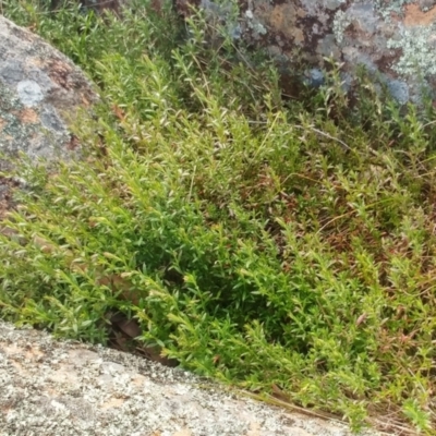 Gonocarpus tetragynus (Common Raspwort) at Molonglo Valley, ACT - 31 Aug 2022 by sangio7