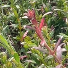 Gonocarpus tetragynus at Molonglo Valley, ACT - 31 Aug 2022