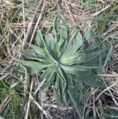 Plantago lanceolata (Ribwort Plantain, Lamb's Tongues) at Aranda, ACT - 3 Sep 2022 by lbradley