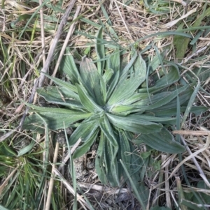 Plantago lanceolata at Aranda, ACT - 3 Sep 2022 02:16 PM