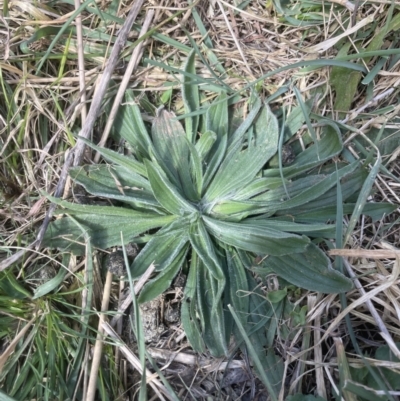 Plantago lanceolata (Ribwort Plantain, Lamb's Tongues) at Aranda, ACT - 3 Sep 2022 by lbradley