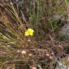 Hibbertia sp. (Guinea Flower) at Molonglo Valley, ACT - 31 Aug 2022 by sangio7