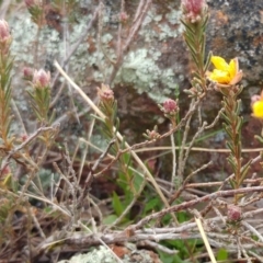 Hibbertia sp. at Molonglo Valley, ACT - 31 Aug 2022