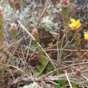 Hibbertia sp. at Molonglo Valley, ACT - 31 Aug 2022 08:23 AM