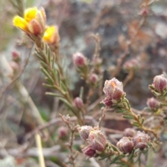 Hibbertia sp. at Molonglo Valley, ACT - 31 Aug 2022