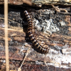 Paradoxosomatidae sp. (family) at Mount Clear, ACT - 31 Aug 2022 11:14 AM