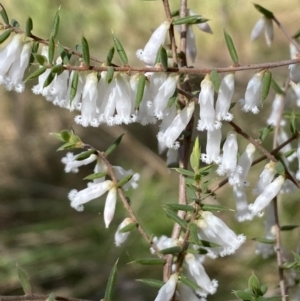 Leucopogon fletcheri subsp. brevisepalus at Acton, ACT - 3 Sep 2022