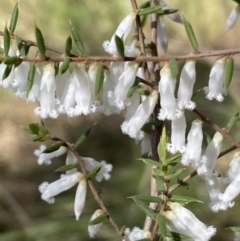 Styphelia fletcheri subsp. brevisepala at Acton, ACT - 3 Sep 2022