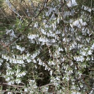 Leucopogon fletcheri subsp. brevisepalus at Acton, ACT - 3 Sep 2022