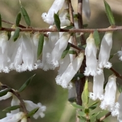 Styphelia fletcheri subsp. brevisepala at Acton, ACT - 3 Sep 2022