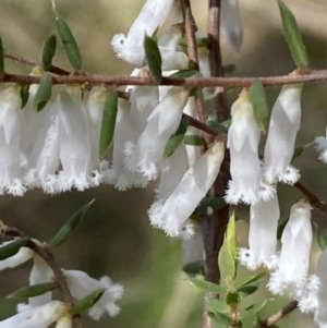 Leucopogon fletcheri subsp. brevisepalus at Acton, ACT - 3 Sep 2022