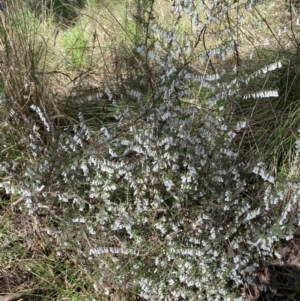 Leucopogon fletcheri subsp. brevisepalus at Acton, ACT - 3 Sep 2022