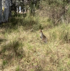 Wallabia bicolor (Swamp Wallaby) at Acton, ACT - 3 Sep 2022 by SteveBorkowskis