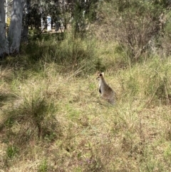 Wallabia bicolor (Swamp Wallaby) at Acton, ACT - 3 Sep 2022 by Steve_Bok