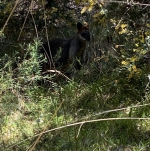 Wallabia bicolor at Acton, ACT - 3 Sep 2022