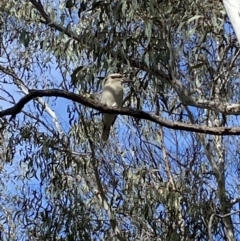 Dacelo novaeguineae (Laughing Kookaburra) at Caladenia Forest, O'Connor - 3 Sep 2022 by Steve_Bok